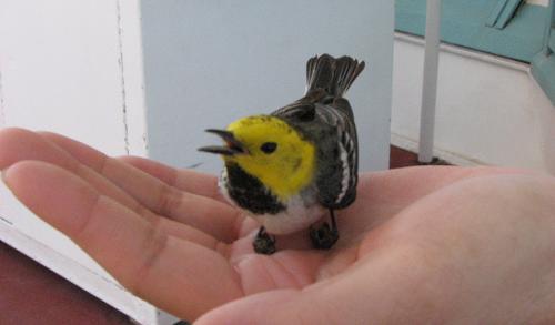 labird1.jpg