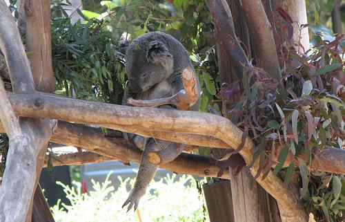 lacruise-koala.jpg