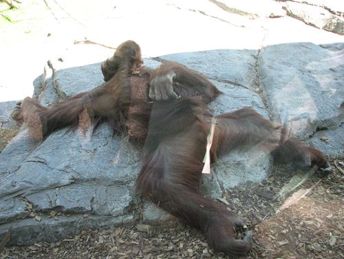 lacruise-orang.jpg