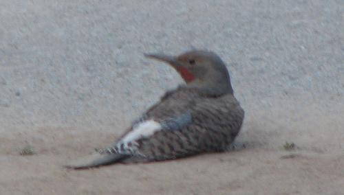 Northern Flicker