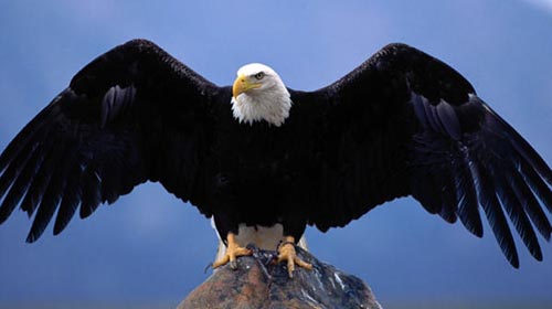 baldeagle.jpg