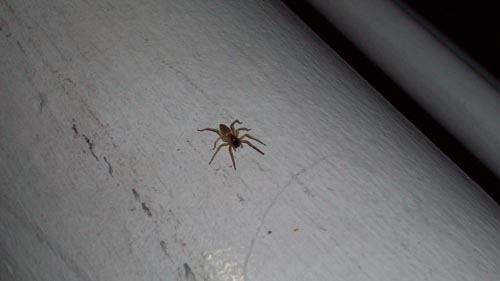 chilihouse-spider.jpg