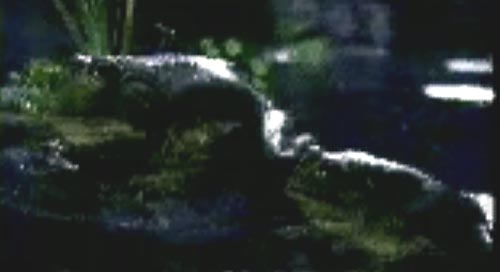 budweiser frog commercial