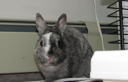 roy the bunny