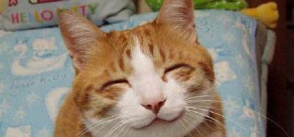 happycat.jpg