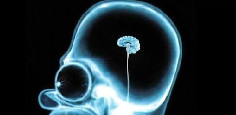 homer-brain