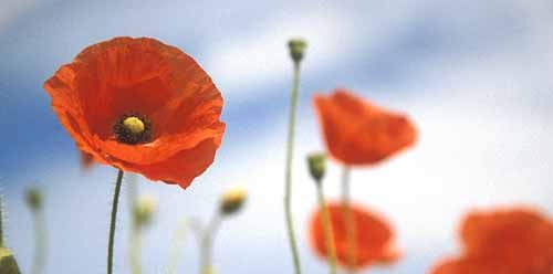 poppies