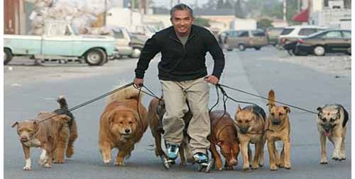 The Dog Whisperer - Cesar Millan The Dog Whisperer - Cesar Millan