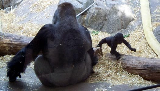 Baby Gorilla at the Calgary Zoo Baby Gorilla at the Calgary Zoo