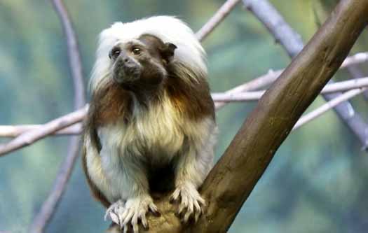 Calgary Zoo - Cottontop Tamarin Calgary Zoo - Cottontop Tamarin