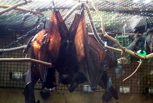 Calgary Zoo - Giant Fruit Bat