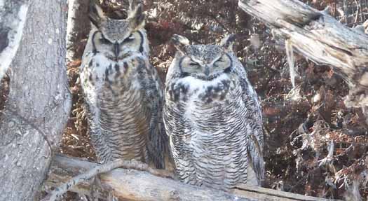 Calgary Zoo - Great Horned Owl Calgary Zoo - Great Horned Owl