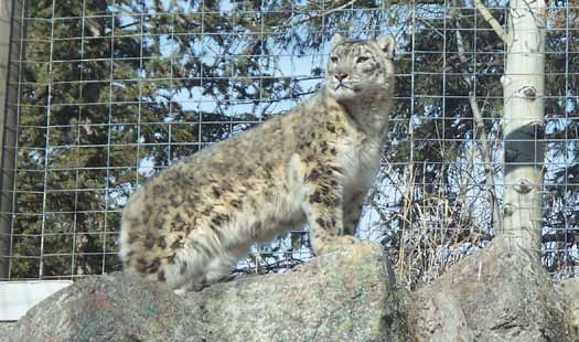 Calgary Zoo - Snow Leopard Calgary Zoo - Snow Leopard