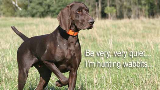 Dog on the Hunt Dog on the Hunt