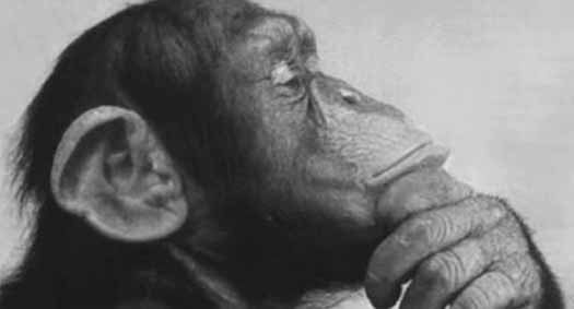 Thinking Chimp - The Thinker Chimpanzee