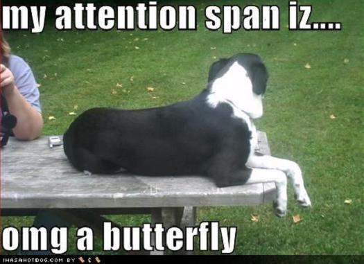 My Attention Span Iz... My Attention Span Iz...