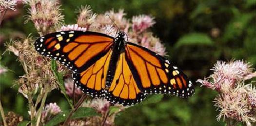 Change and Metamorphosis