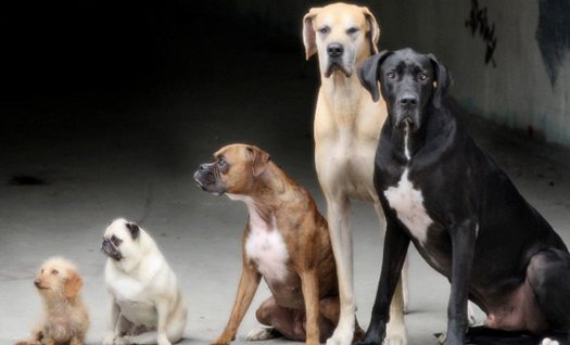 Which dog are you? What breed would you be? Which dog are you? What breed would you be?