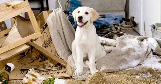 Marley & Me