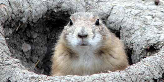 Valley Zoo - Prairie Dog