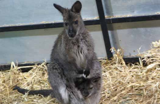 Valley Zoo - Wallaby and Joey