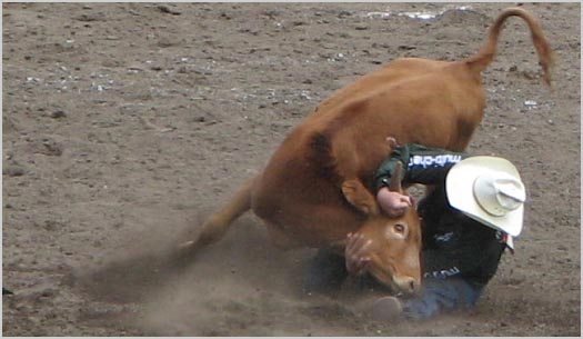 Calgary Stampede Rodeo