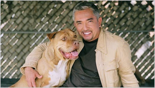 More Lessons Freelancers Can Learn from the Dog Whisperer