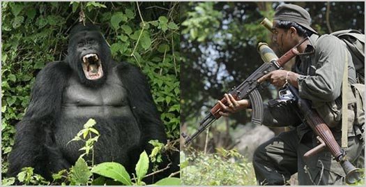 Grammar 101: Gorilla or Guerrilla Grammar 101: Gorilla or Guerrilla