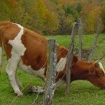 If the Grass Is Greener on the Other Side…
