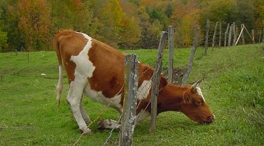 If the Grass Is Greener on the Other Side... If the Grass Is Greener on the Other Side...