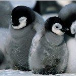 Movie Reviews: Arthur (2011) and March of the Penguins (2005)