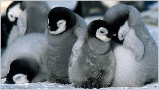 March of the Penguins (2005)