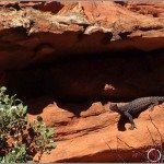 Wild Animals of the Australian Outback