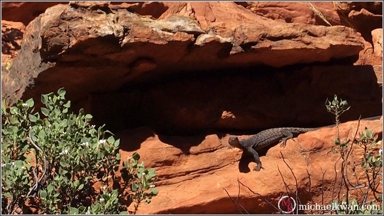 wild-animals-of-the-australian-outback-beyond-the-rhetoric