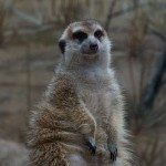 What’s Up Wednesdays: The Year That Was