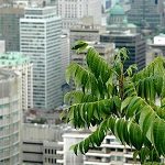 New Urbanists and LEED Certified Living