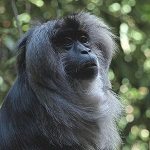 Travel Tuesday: Woodland Park Zoo in Seattle