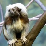 Shooting Animals at Calgary Zoo