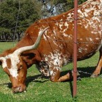 Is the Grass Really Greener on the Other Side?