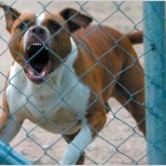 Face Problems Like How You Face a Pitbull