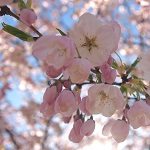What’s Up Wednesdays: Cherry Blossoms and Gay Weddings